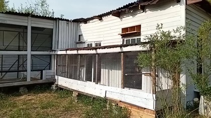 Pierwsze gołąbki dojechały, przeglądam młodzież 