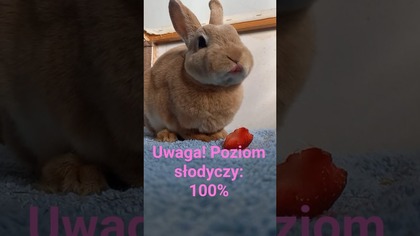 Te ustka!  #cute #funny #bunny #blysia #zabawnyfilm #truskawka