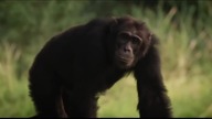 Człowiek i szympans - jak mało nas różni? Dokument