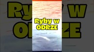 RYBY W ODRZE MASOWO PADAJĄ! Rząd Tuska nie reaguje! #DariuszMatecki