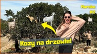 KOZY NA DRZEWIE 
