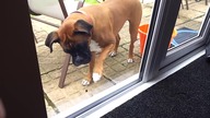 Boxer kontra ćma