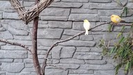 Młode kanarki pierwszy raz na dworze #canary