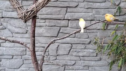 Młode kanarki pierwszy raz na dworze #canary
