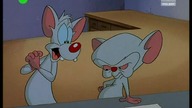 Pinky i M&oacute;zg S01E06 - Być, albo nie być w telewizji (LEKTOR)