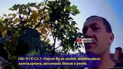 -Odc-515-Cz. 1- Owoce fig ze swoich zbiorów,ziemia ,nawóz,uprawa, zimowanie.  Granat z pestki.