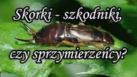 Czy szczypawice szczypią? Skorki lekiem na zło?