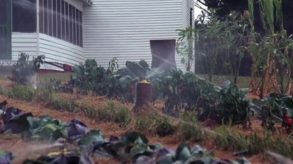 THE CURSE.  Klątwa.  (1987).  lektor