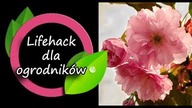 Lifehack dla działkowiczów - kopia zapasowa.