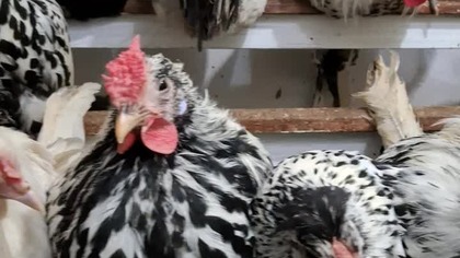 Kury na grzędzie #chickens