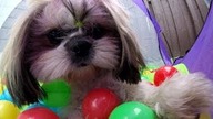 Cute Puppy - fun with the Balls - VideoOfTheDay
