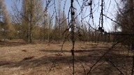 Plantacje nasienne - kolebka przyszłych lasów