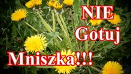 Syrop z mniszka.  To ulep cukrowy, nic więcej!