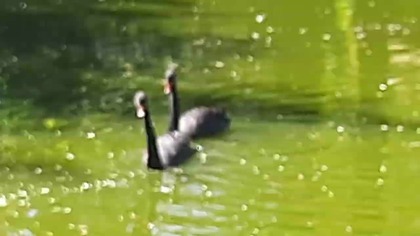 Łabędzie Czarne w Zoo (Black Swans at the Zoo) 