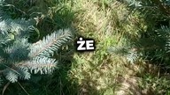 Musiał kopać swój własny grób w opuszczonym miejscu! #shorts