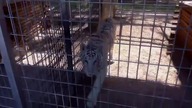 In The Eye of The White Tiger