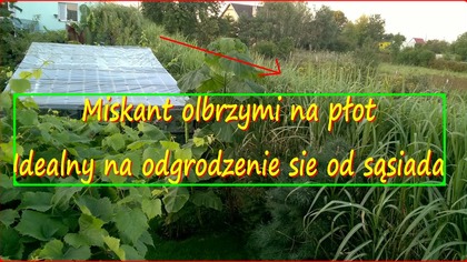 179.  Cz. 1 Miskant olbrzymi na płot.  Idealny na odgrodzenie się od sąsiada.