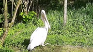 Pelecanus onocrotalus 