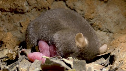 Mała myszka opowieść o dzielnej matce