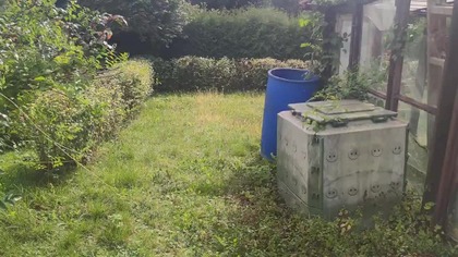#378 Jak odmłodzić krzew jeżyny jesienną porą?