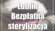 Lublin: Bezpłatna sterylizacja psów i kotów