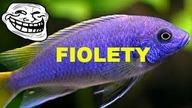 Jubileuszowe bitwy #430 - Fiolety to od dziś FILETY !!!!
