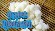 264. Grzybek Tybetański Probiotyk