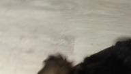 cute dog //sorry for mess, its my friends home and dog