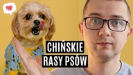 CHIŃSKIE RASY PSÓW, KTÓRE SKRADNĄ TWOJE SERCE