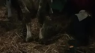 Sprytny sposób na wściekłą krowę