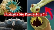 2359.  Gonimy Pasożyty Nowa Formuła
