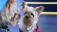 Pup Star 2