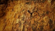 Kopcówki Aktualizacja Mowa Arena