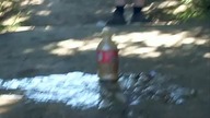 Cola Mentosy Zero myślenia tylko picie marnować