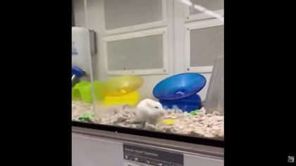 chomikcast | oglondam memy z chomikami