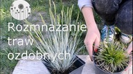 Trawy ozdobne w ogrodzie. Jak rozmnażać trawy ozdobne
