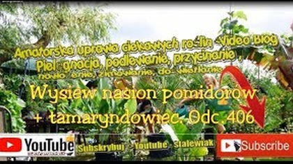 Odc. 406- Wysiew pomidorów 2018 + tamaryndowiec indyjski z nasion.