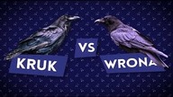 Kruk vs wrona [Czym to się różni #9]