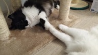 PAW Clapping Game featuring FLUFFY CATS 