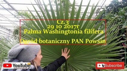 #329 Cz. 3 Palma Washingtonia filifera nitkowata Ogród botaniczny PAN Powsin