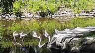 Reflection of Majesty