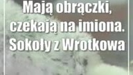Mają obrączki, czekają na imiona.  Sokoły z Wrotkowa