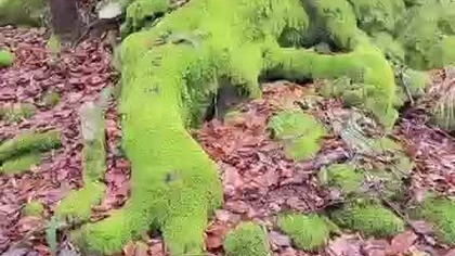 Bieszczadzki Las...  :) #bieszczady #wbiesy #biesy #wbieszczadach #las