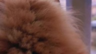 Parapetówka u Eryka #cat #mainecoon #shortvideo #shorts