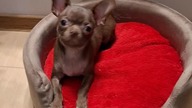 Anatolek i kapelusz #chihuahua