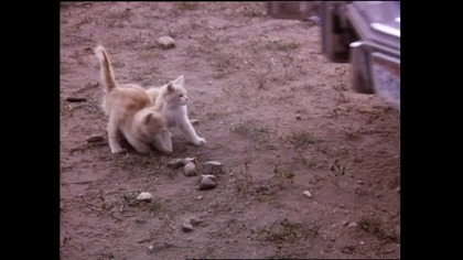 Montana.  1990.  Lektor.pl. western