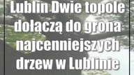 Lublin: Dwie topole dołączą do grona najcenniejszych drzew w Lublinie