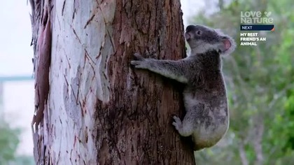 LOVENATURE - 22-08-2025 - Zapowiedzi, Ident