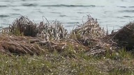 Kwiecień nad Zalewem Arkadia, 02 04 2017, Suwałki.