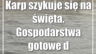 Karp szykuje się na święta.  Gospodarstwa gotowe do odłowu